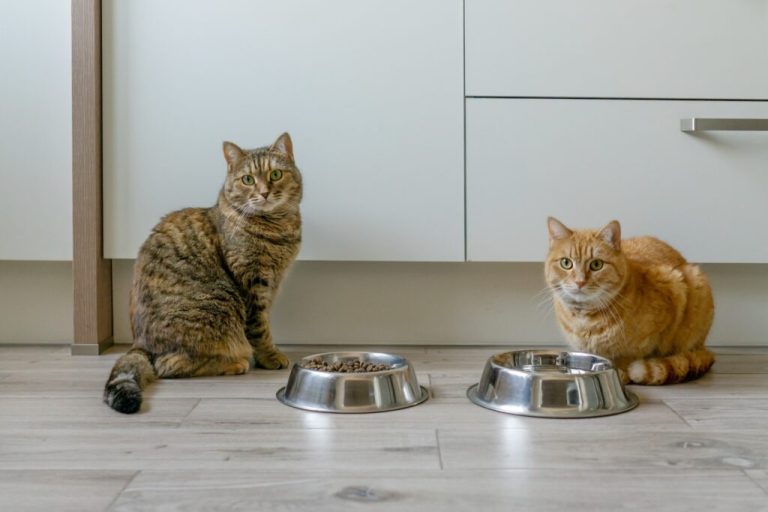 Peut-on donner des croquettes sans céréales à un chat ?